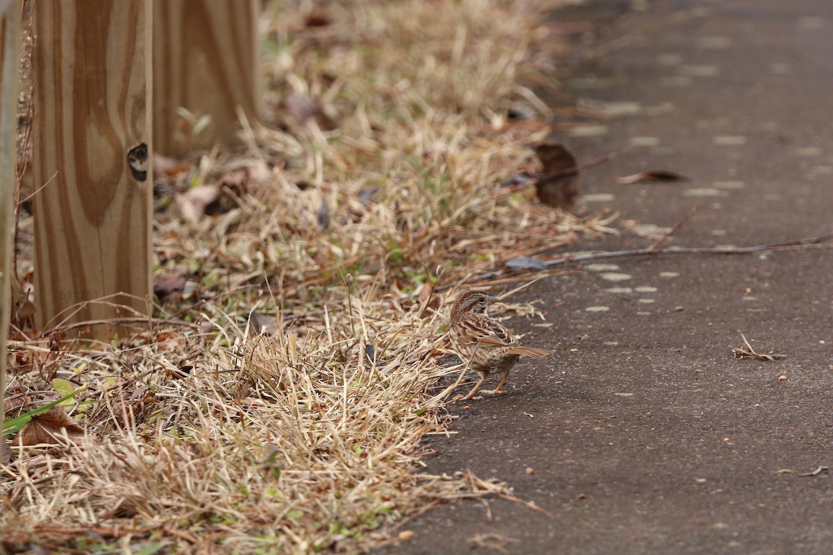 Song Sparrow - ML629963941