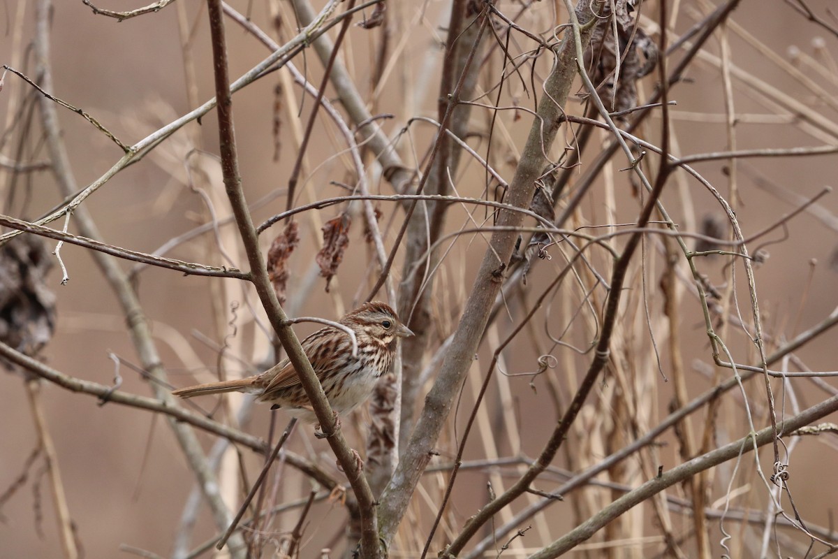 Song Sparrow - ML629963942