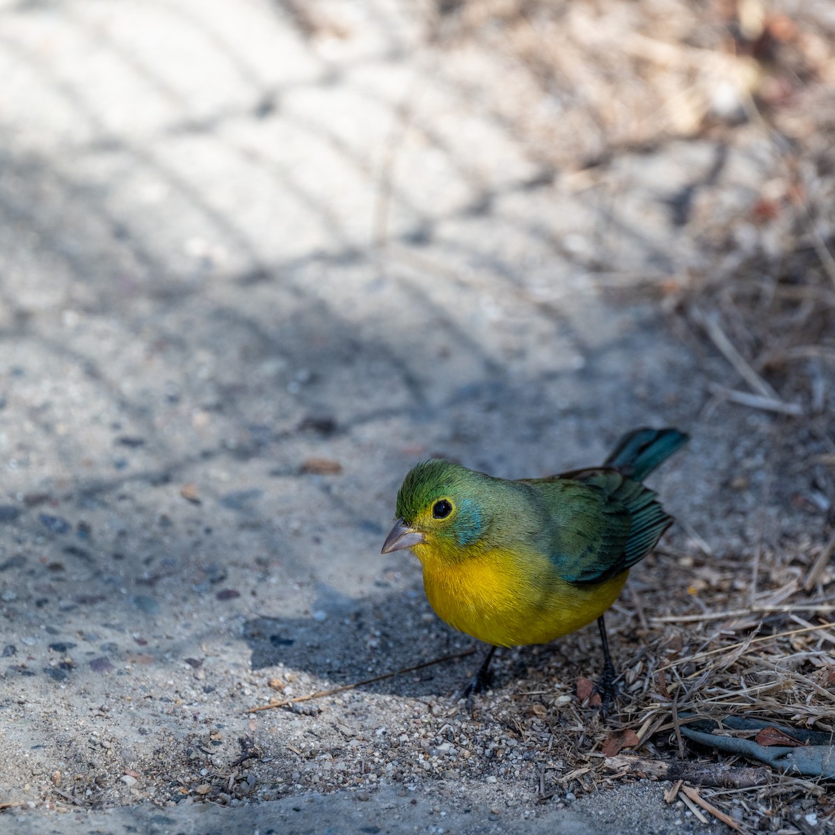 Orange-breasted Bunting - ML629964076