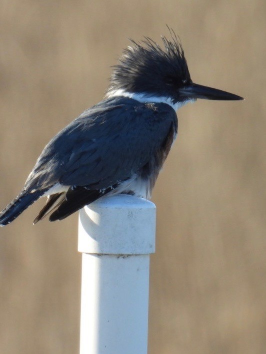 Belted Kingfisher - ML629964147