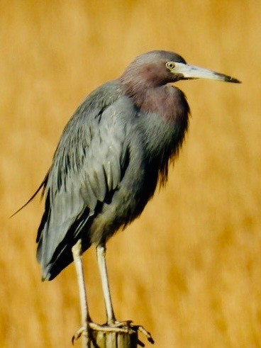 Little Blue Heron - ML629964235