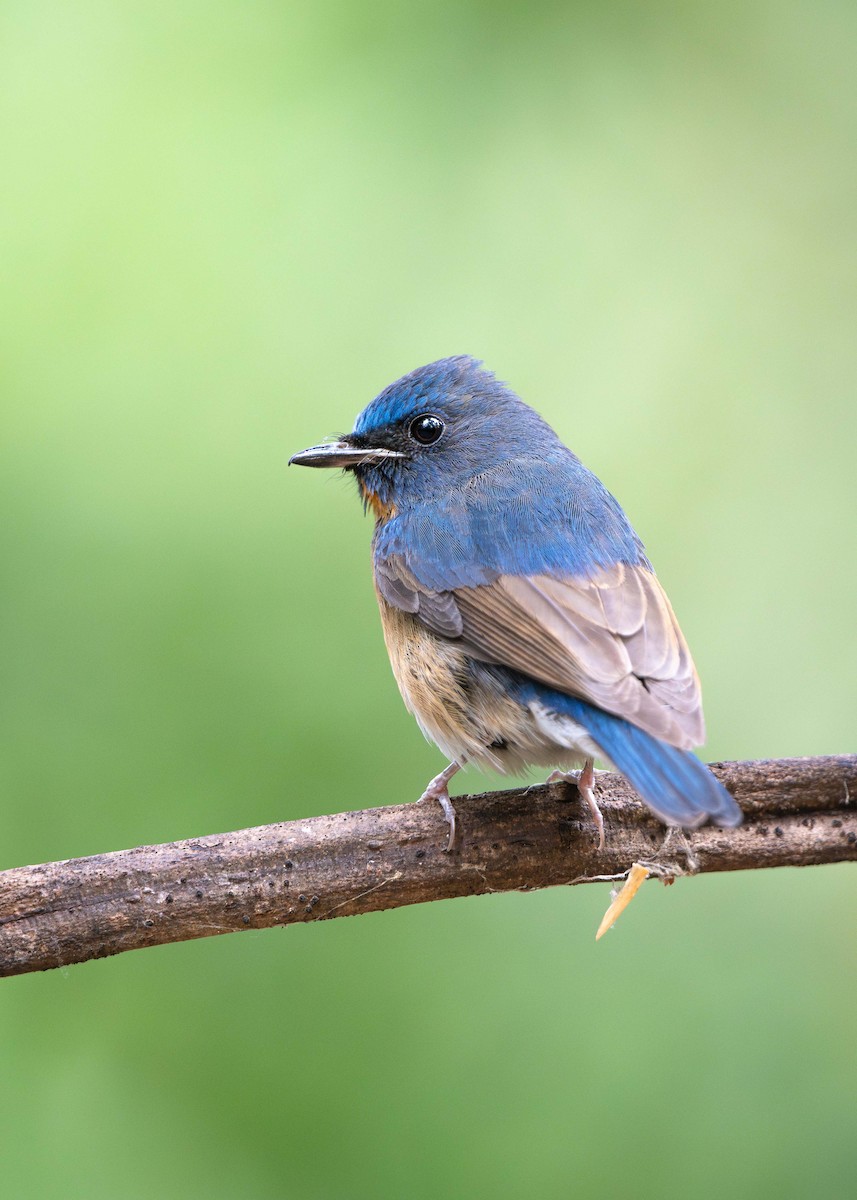 Chinese Blue Flycatcher - ML629964322