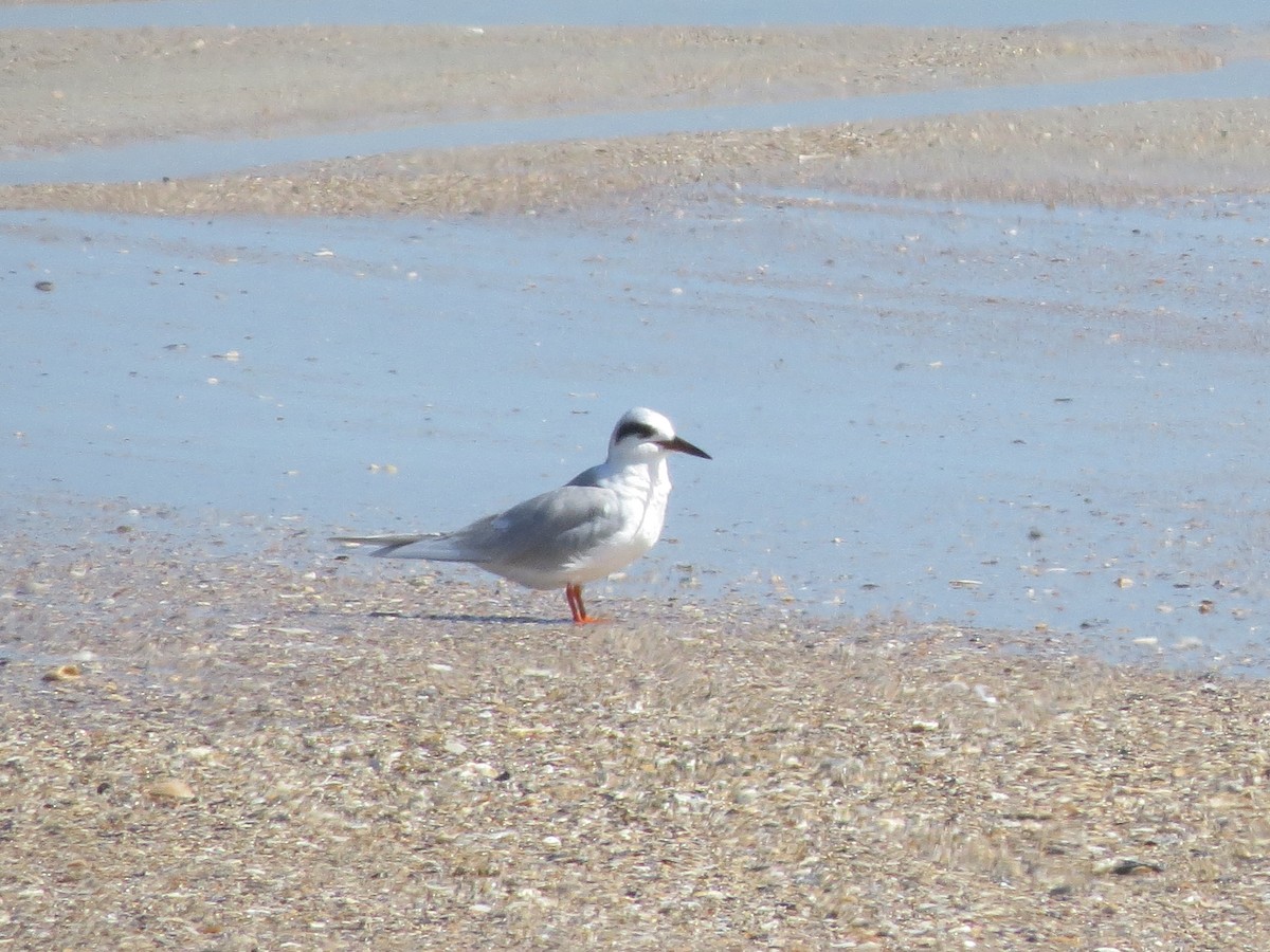 Forster's Tern - ML629964485