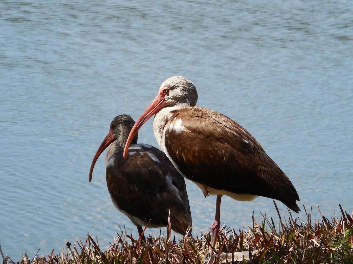 White Ibis - ML629964504