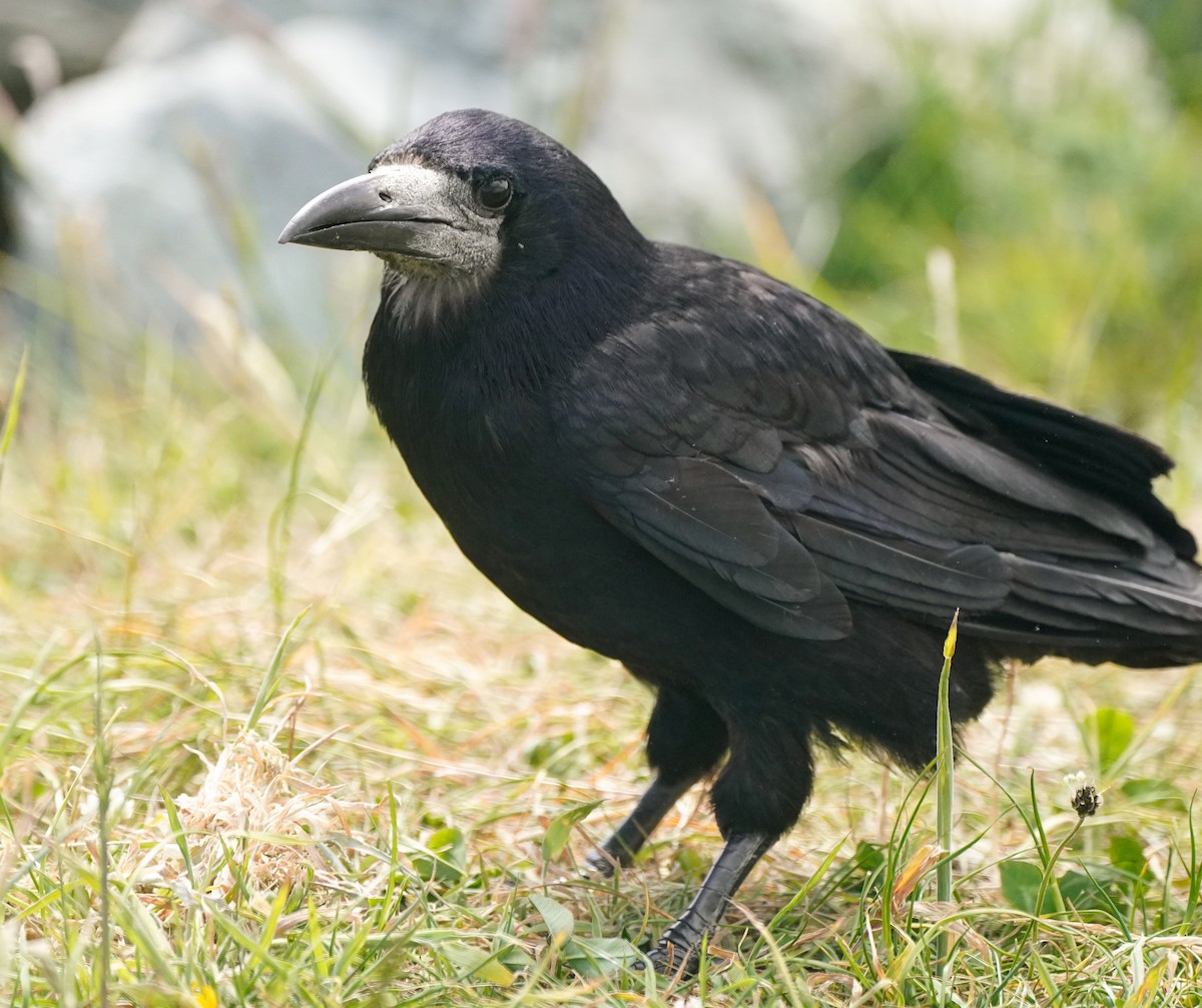 Турлиах хэрээ - ML629964603