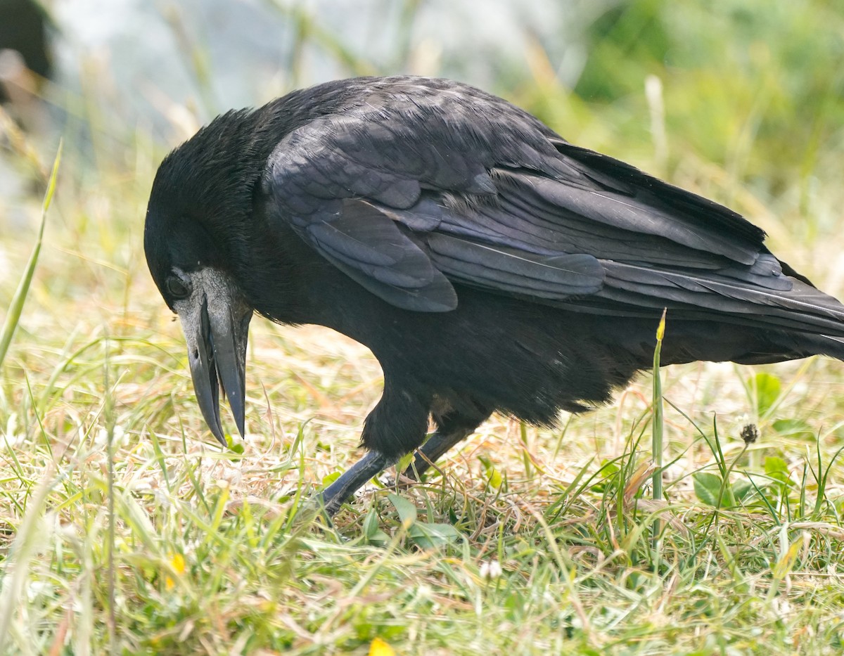 Турлиах хэрээ - ML629964605