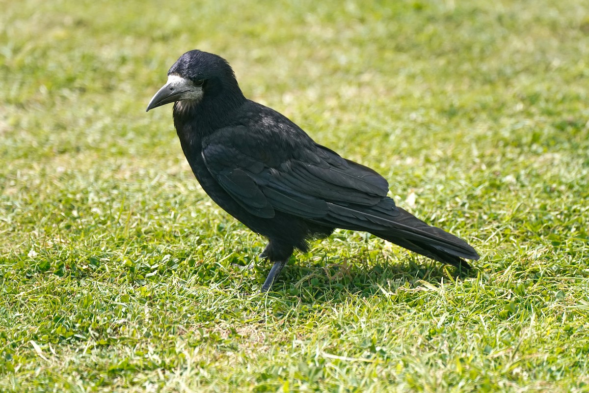 Турлиах хэрээ - ML629964606