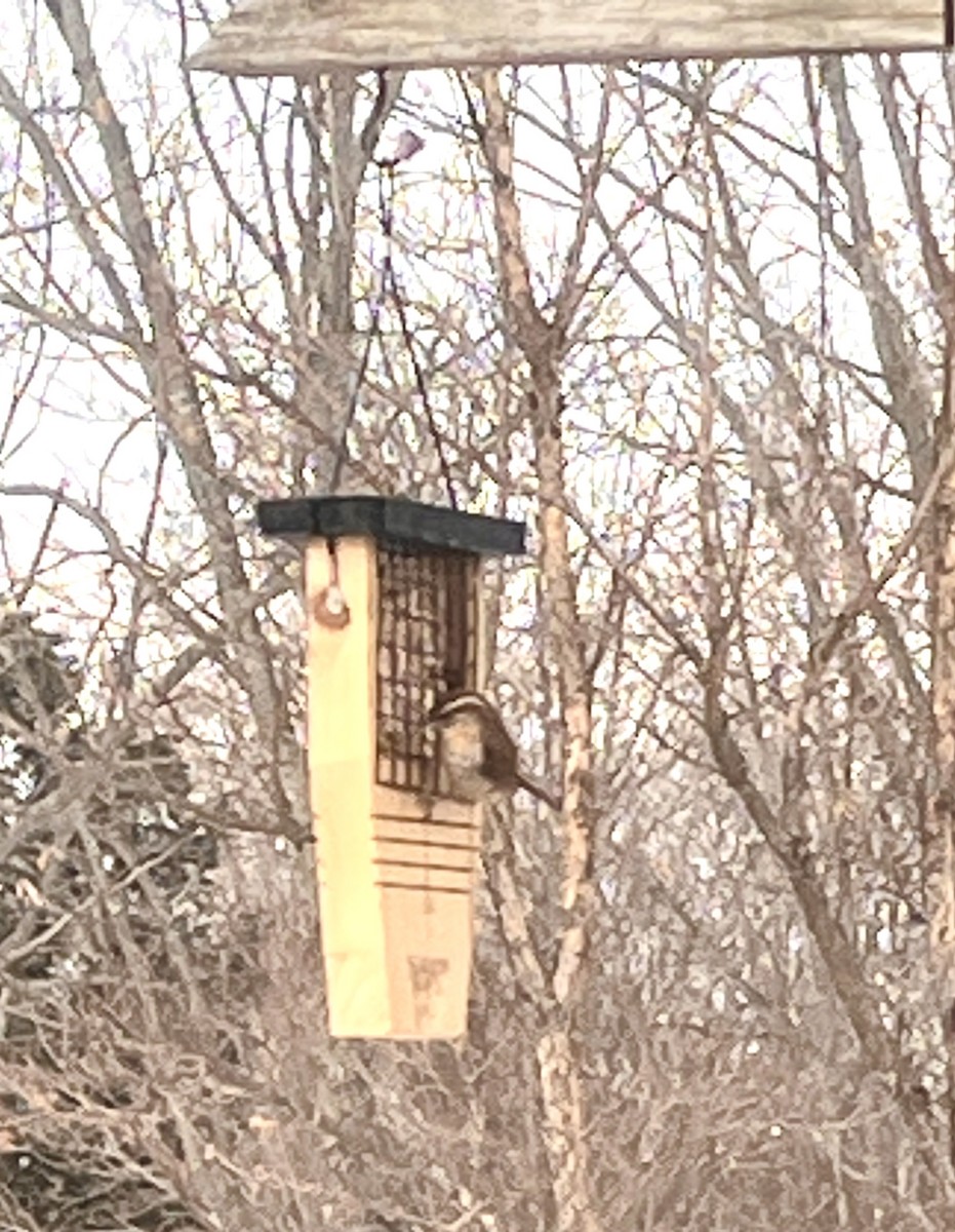 Carolina Wren - ML629964807