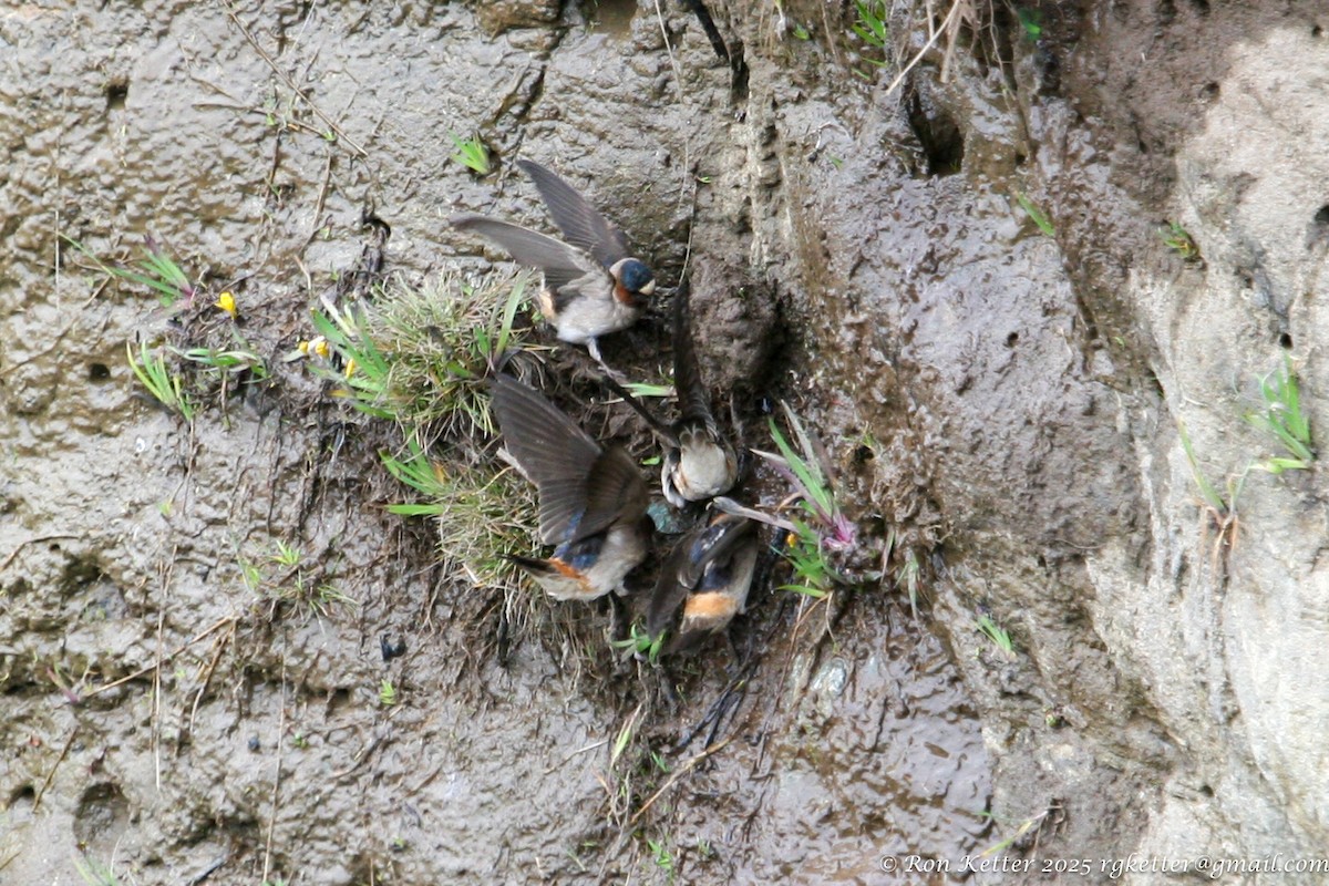 Cliff Swallow - ML629964951