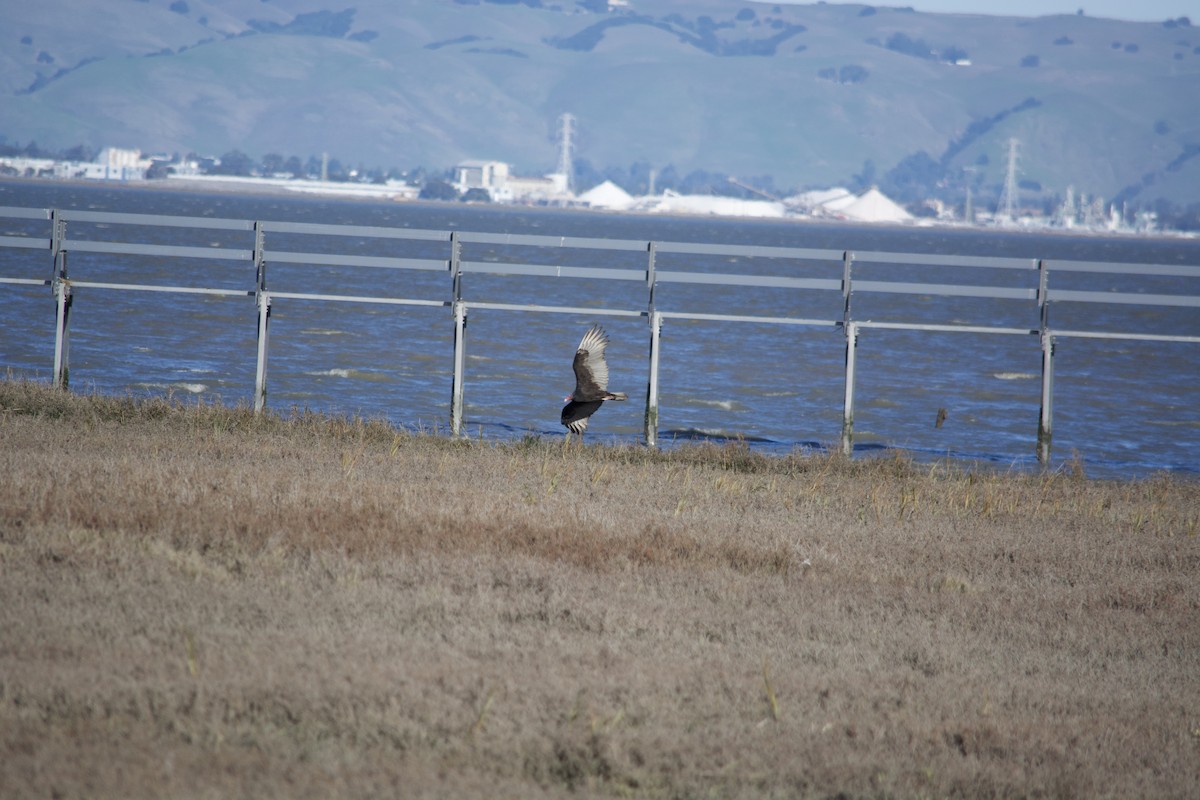 Turkey Vulture - ML629965201
