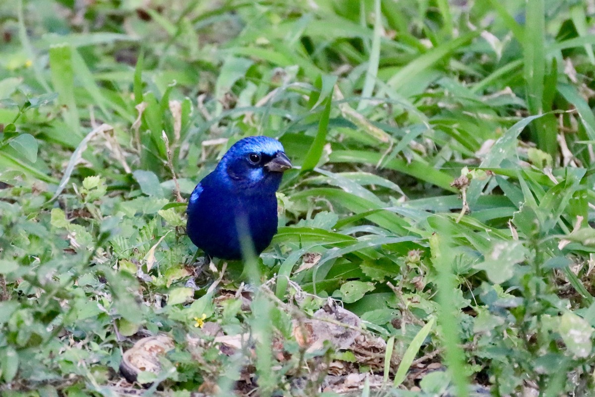 Blue Bunting - ML629965741