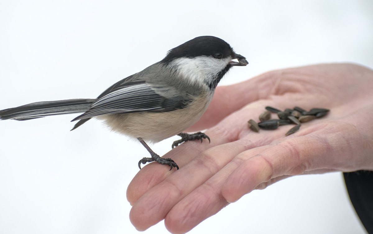 Mésange à tête noire - ML629965782