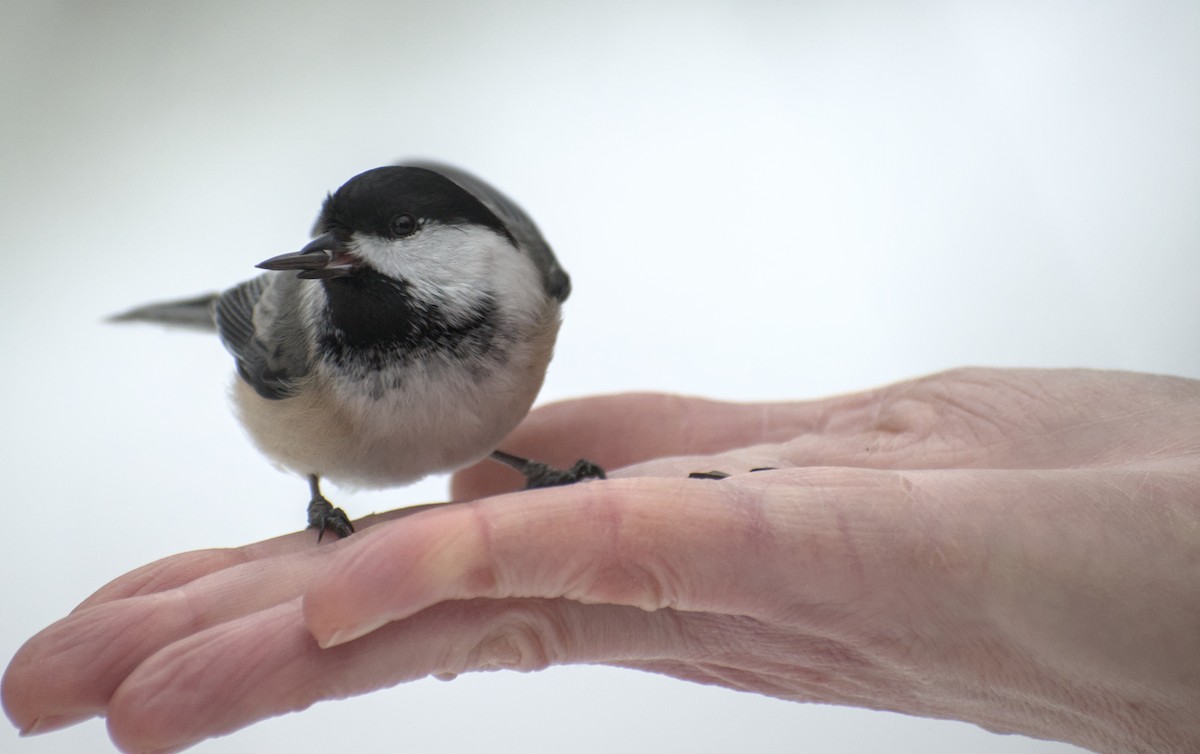 Mésange à tête noire - ML629965784