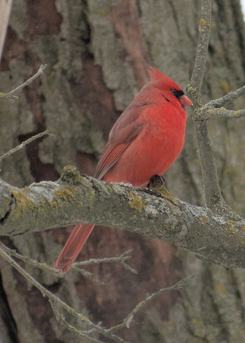 Cardinal rouge - ML629965807