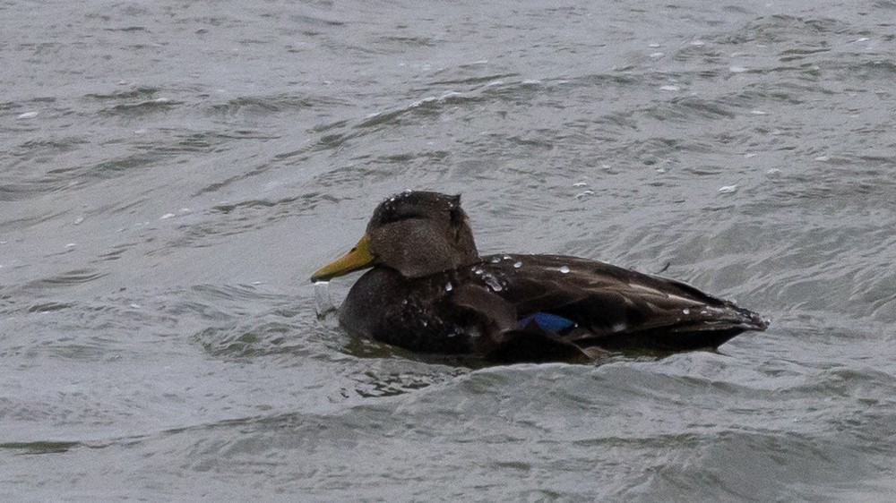 American Black Duck - ML629966006