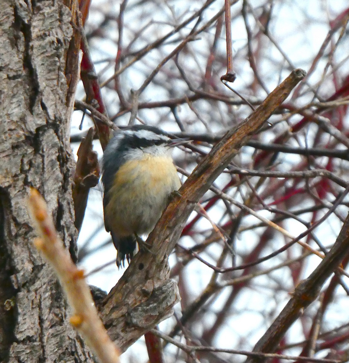 Red-breasted Nuthatch - ML629966130