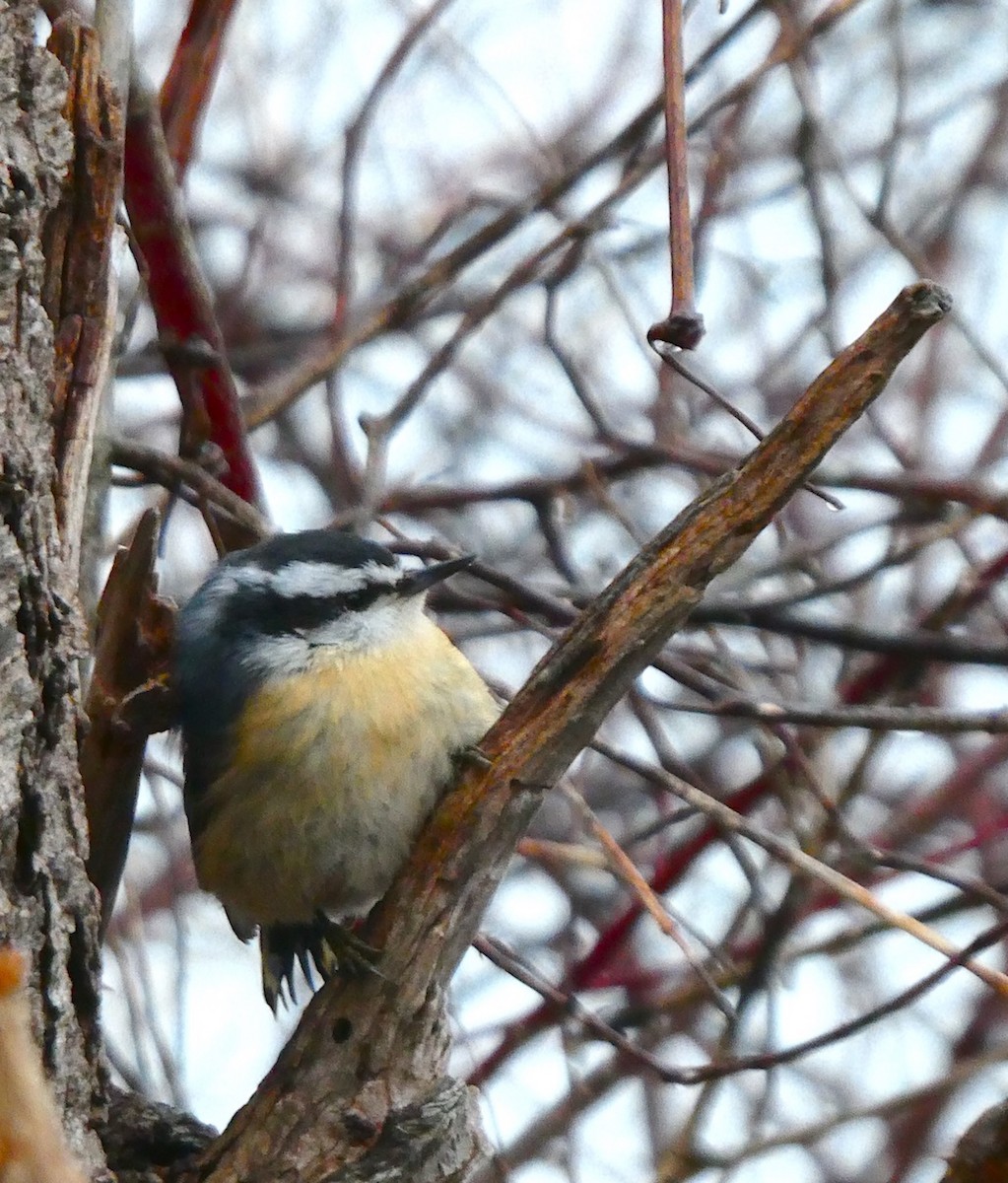 Red-breasted Nuthatch - ML629966131