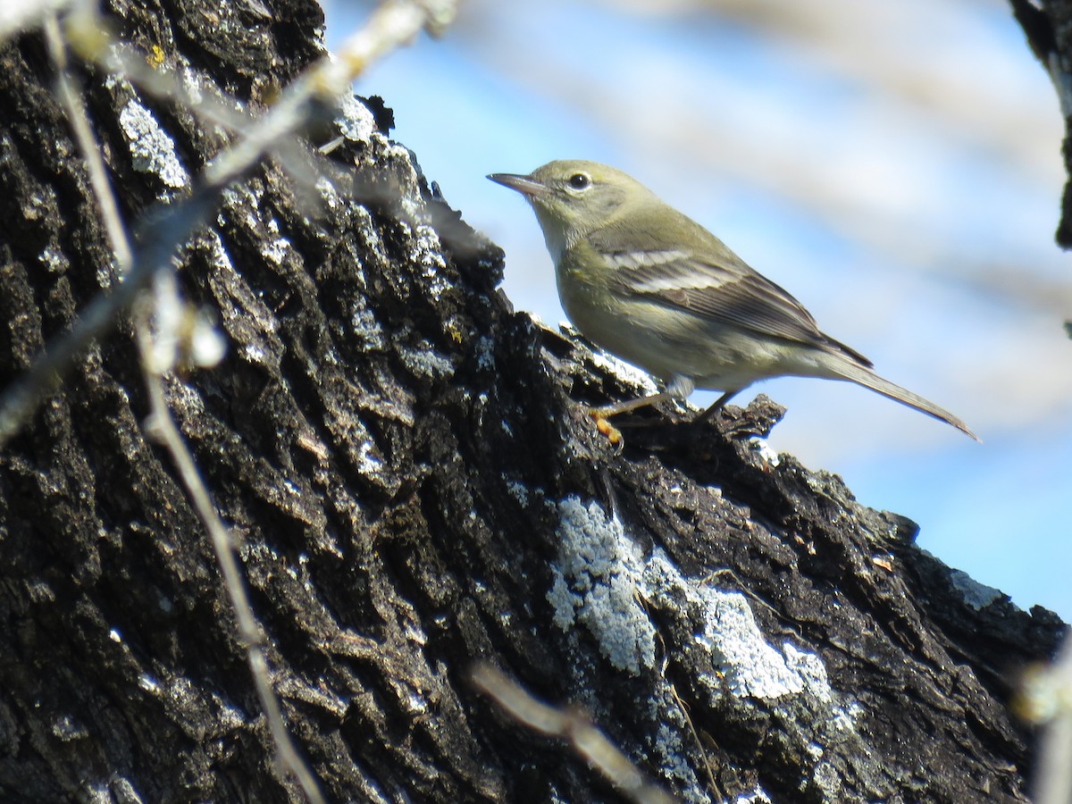 Pine Warbler - ML629966195