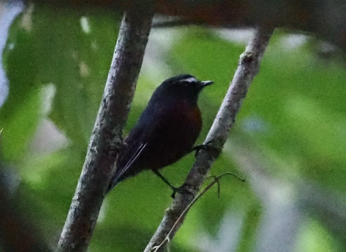 Maroon-belted Chat-Tyrant - ML629966206