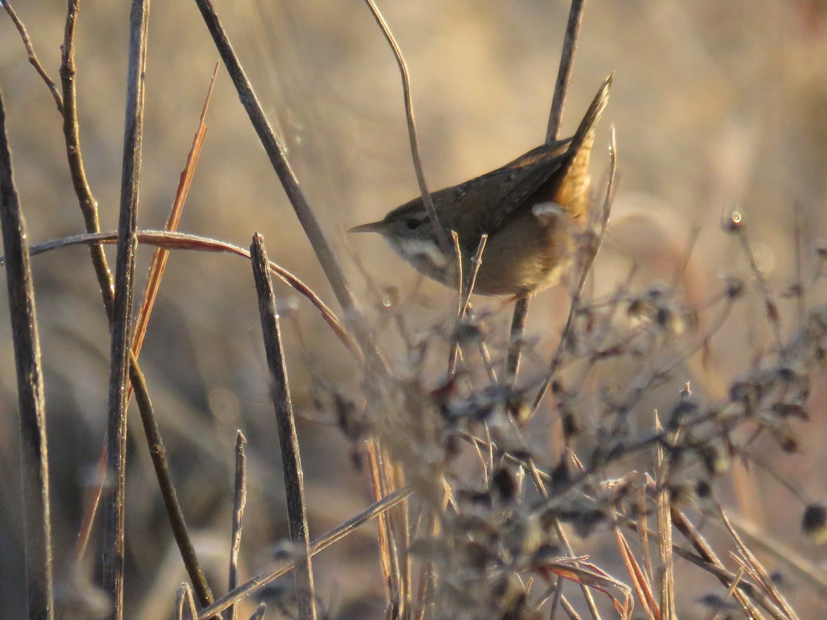 Marsh Wren - ML629966258