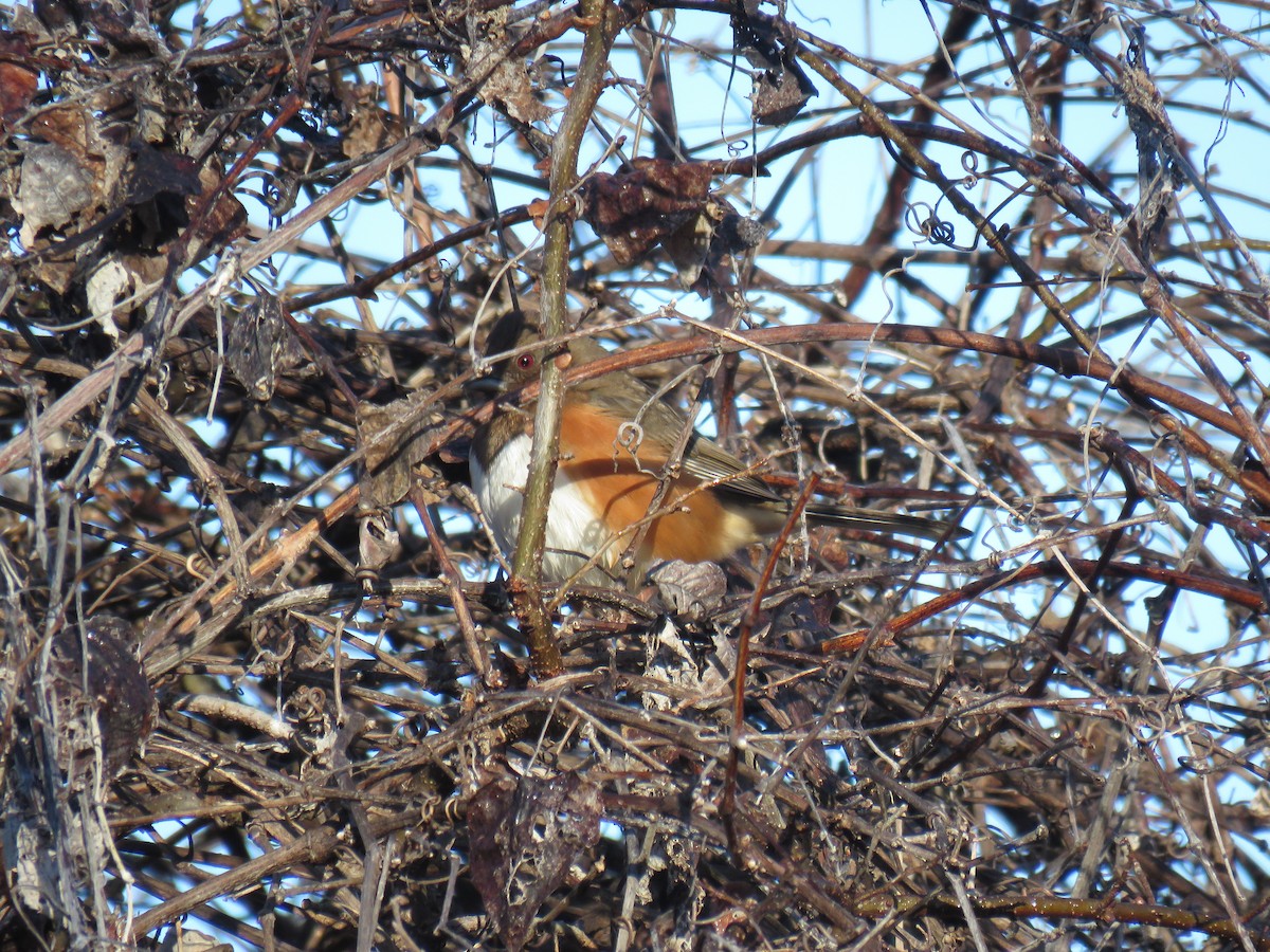 Eastern Towhee - ML629966267