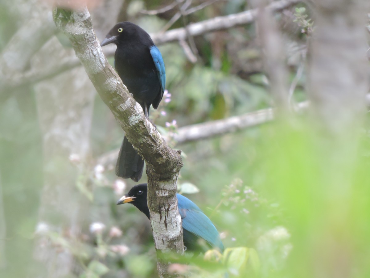 Bushy-crested Jay - ML629966348