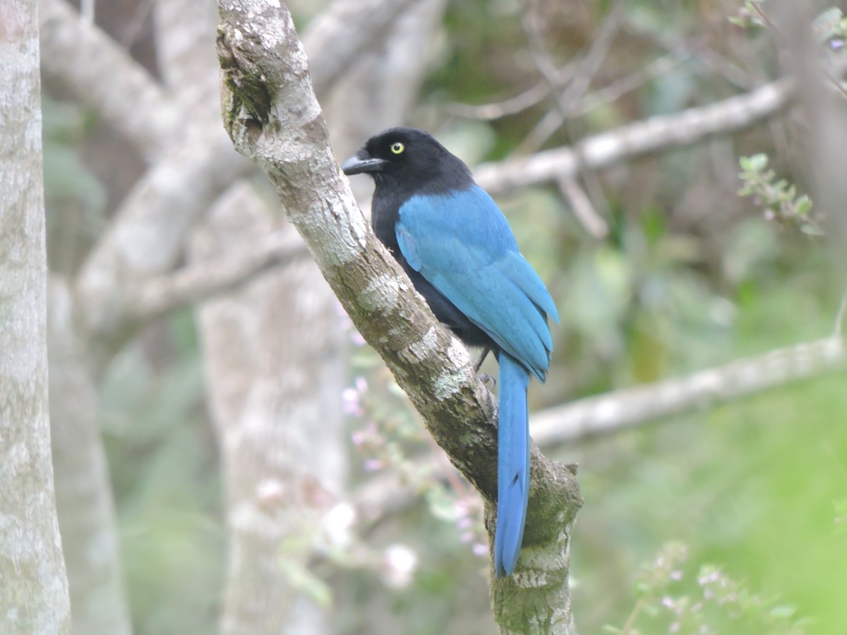 Bushy-crested Jay - ML629966349