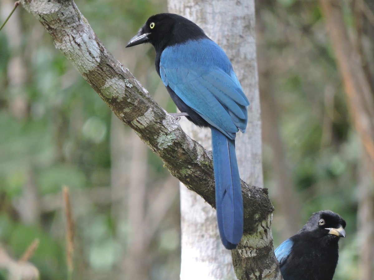 Bushy-crested Jay - ML629966350