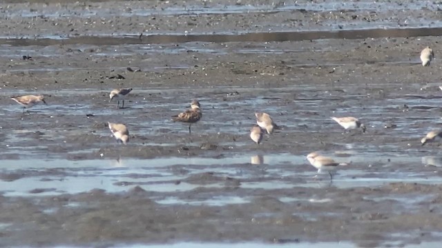 Calidris sp. - ML629966402