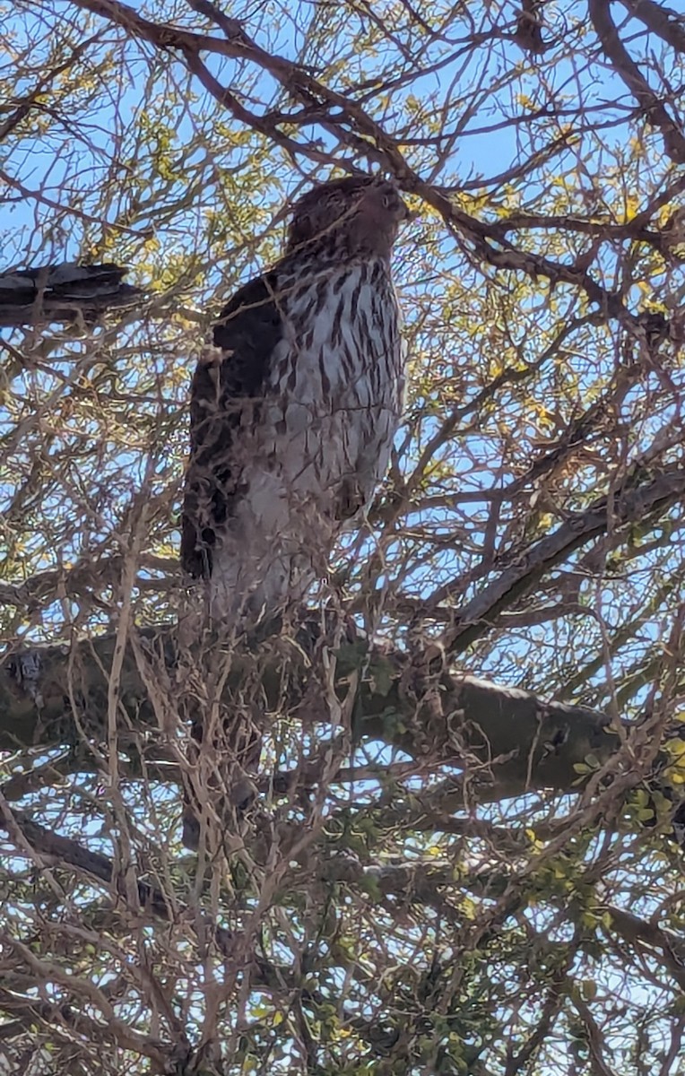 Cooper's Hawk - ML629966494