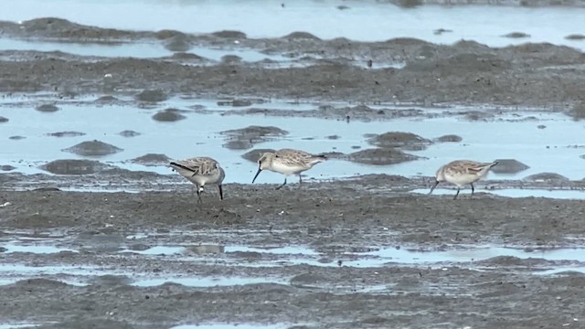 Broad-billed Sandpiper - ML629966503
