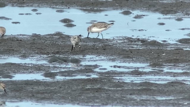 Broad-billed Sandpiper - ML629966504