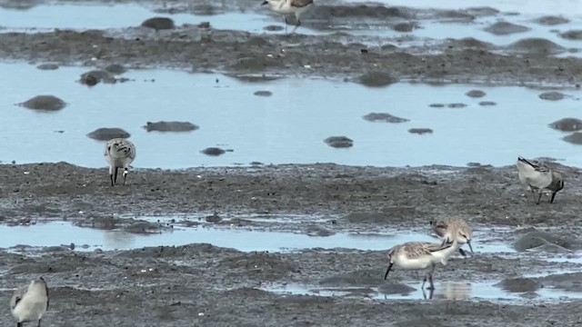 Broad-billed Sandpiper - ML629966505