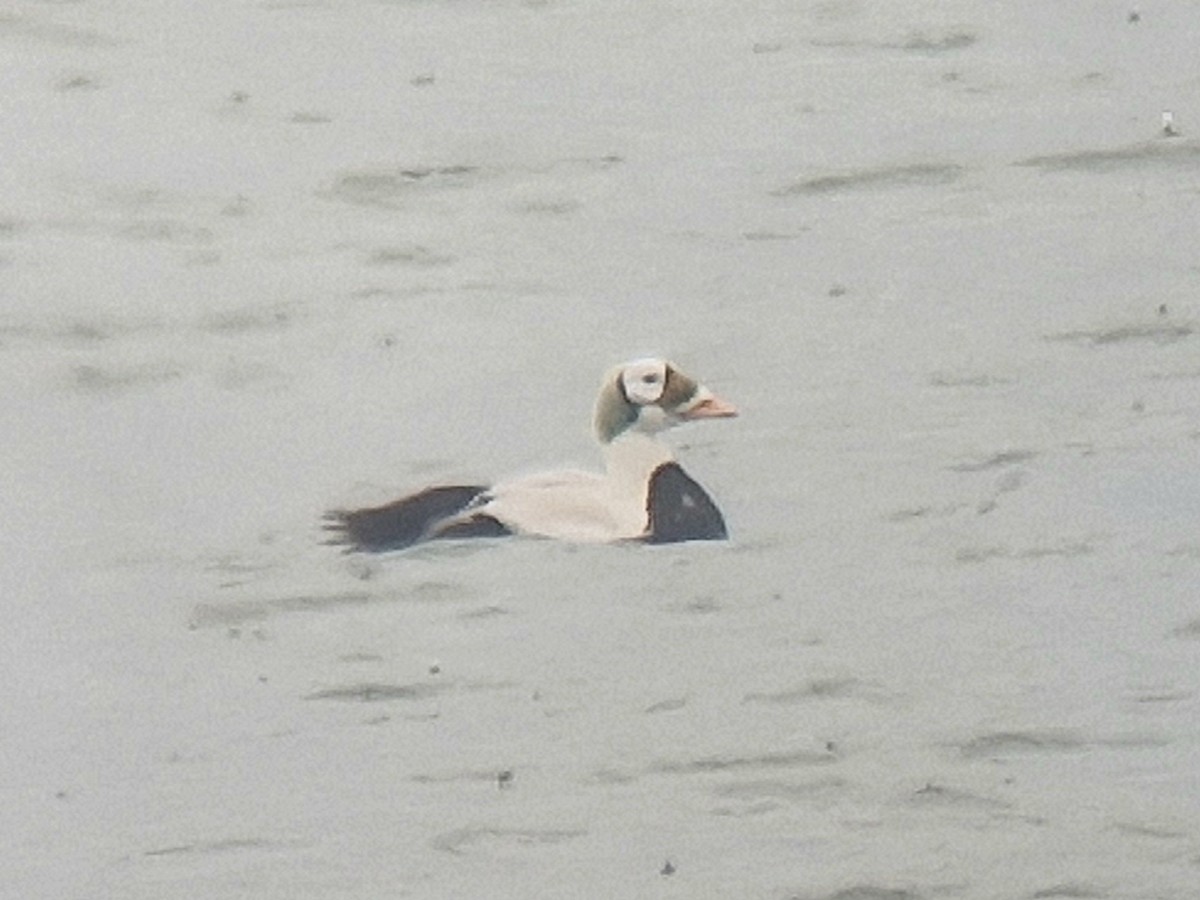 kajka brýlatá - ML629966767