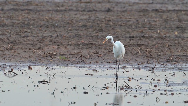 Great Egret - ML629966901