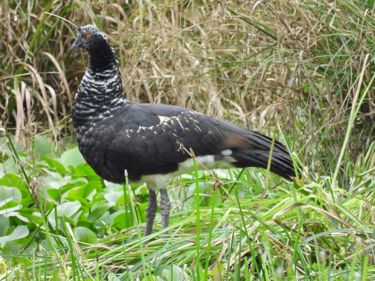 Паламедея - ML629967051