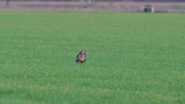 Common Buzzard - ML629967079