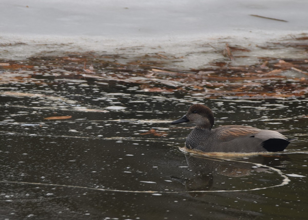 Gadwall - ML629967087
