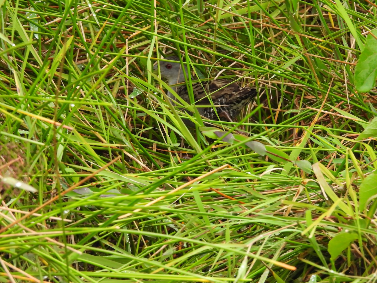 Погонич попелястий - ML629967096