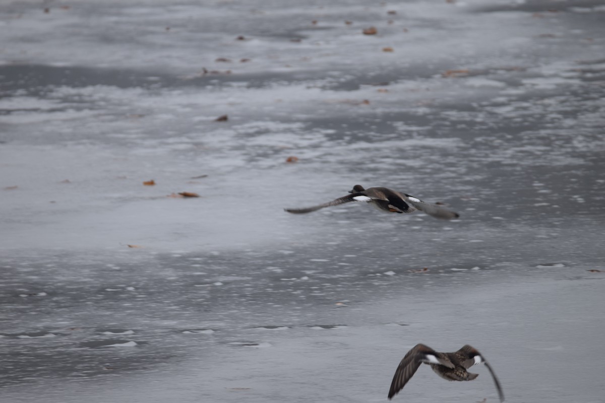 Gadwall - ML629967101