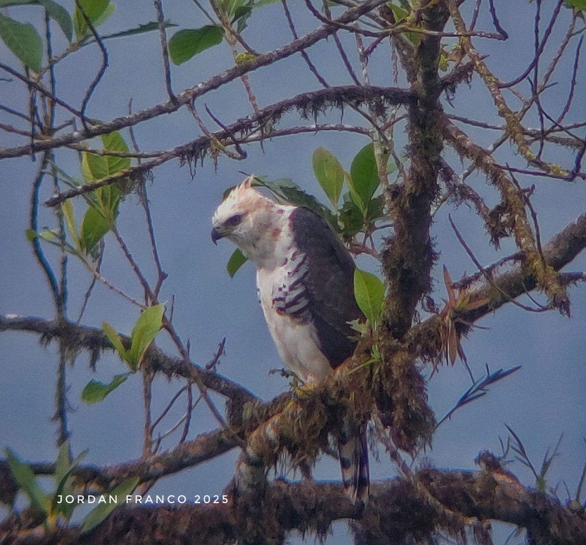 Ornate Hawk-Eagle - ML629967120