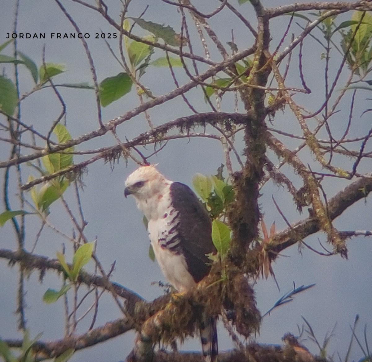 Ornate Hawk-Eagle - ML629967121