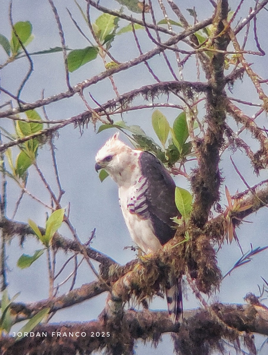 Ornate Hawk-Eagle - ML629967122