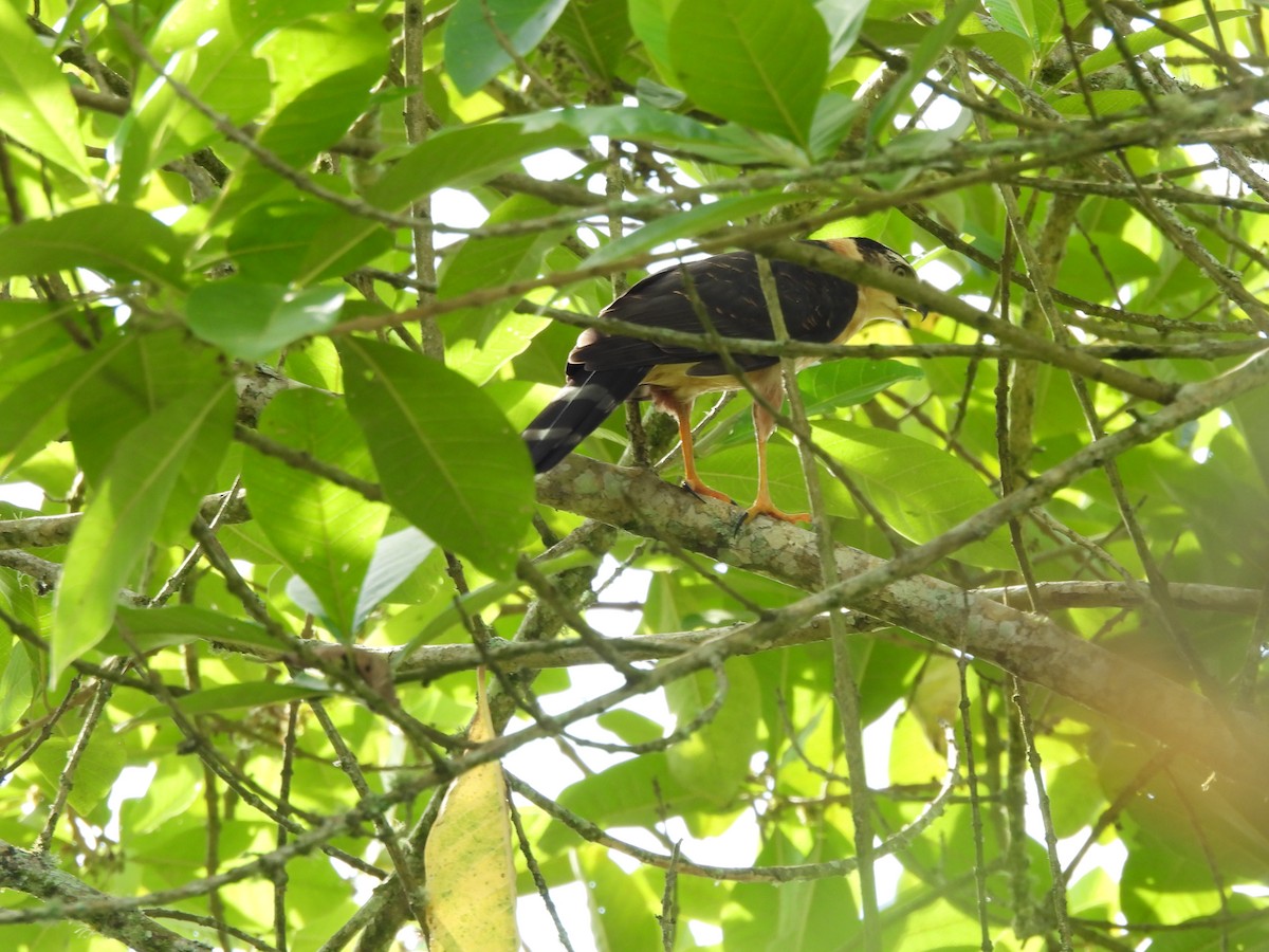 Яструб неотропічний - ML629967206