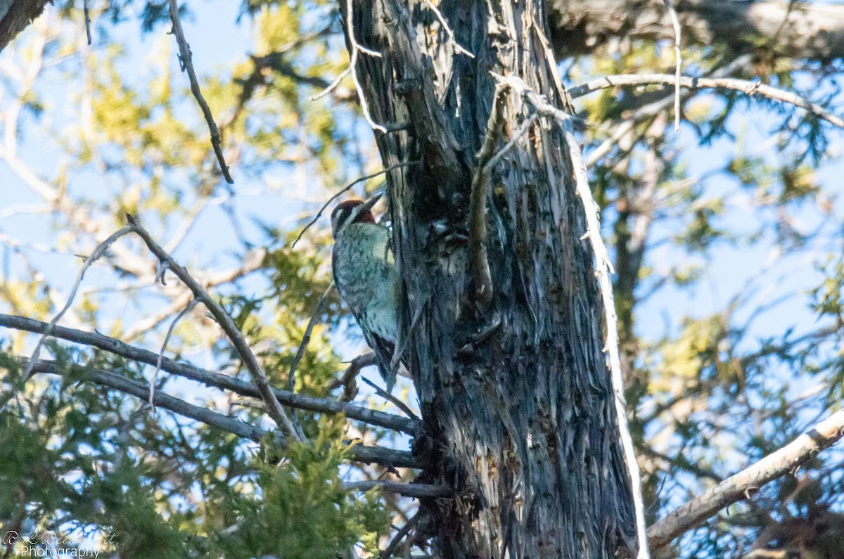 Yellow-bellied Sapsucker - ML629967214