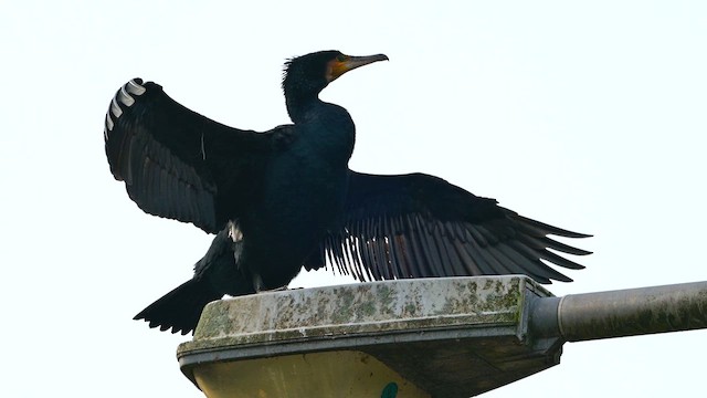 Great Cormorant - ML629967224