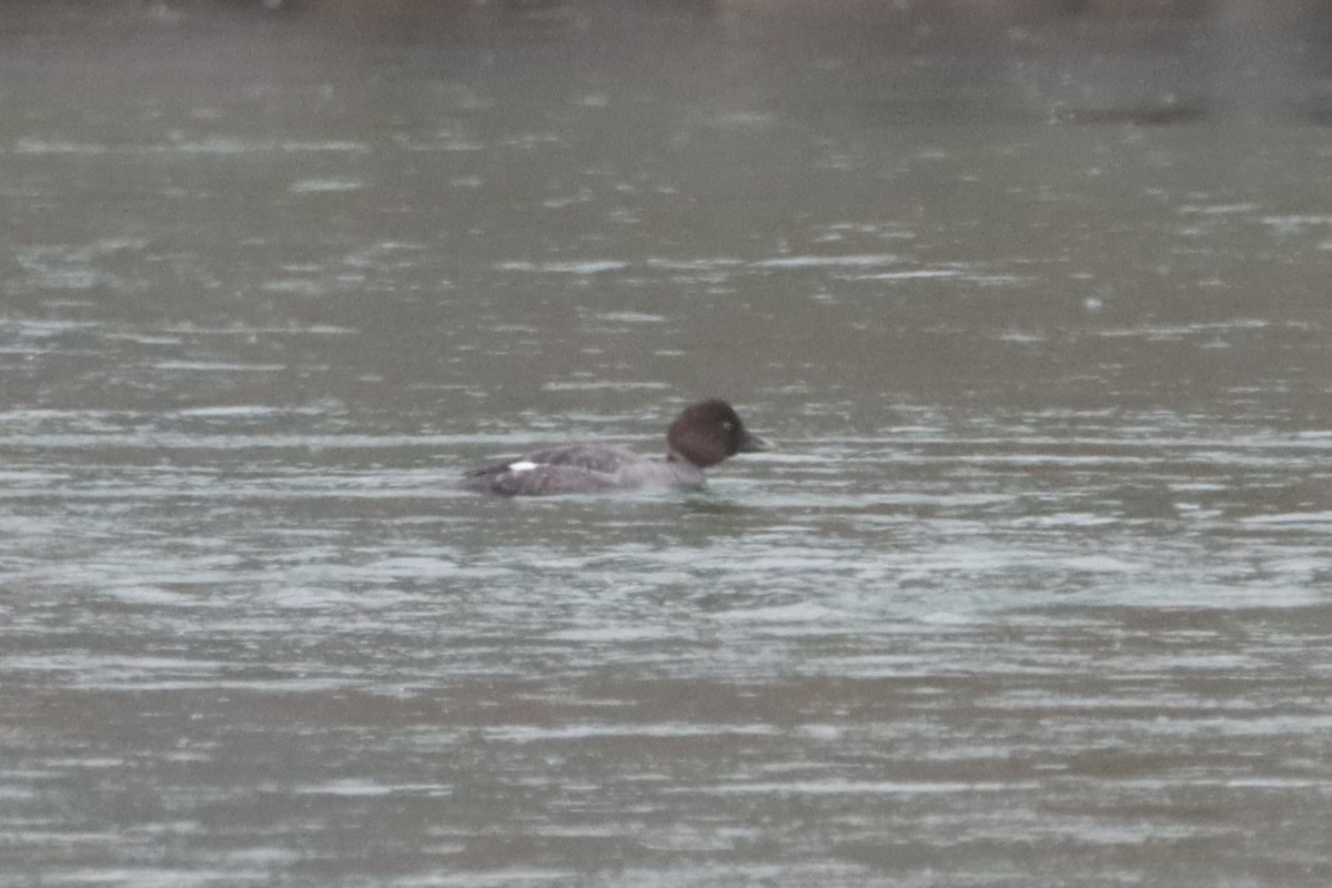 Common Goldeneye - ML629967248