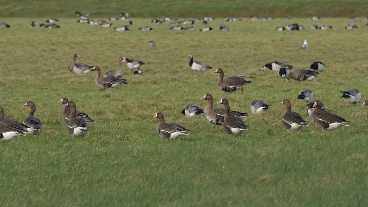 husa běločelá - ML629967279