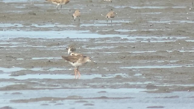 Calidris sp. - ML629967299