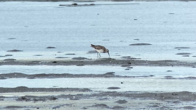 Calidris sp. - ML629967300